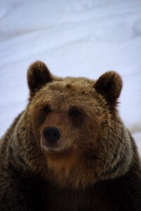 photo of fat bear, ready to hibernate